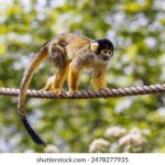 365足球娱乐:足球爱好者的必备娱乐平台 3q7v4tme3