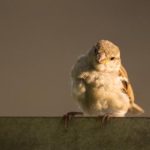 188金宝博台湾:玩家必知的热门游戏与活动 50tng