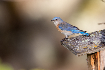 3569彩集团如何实现彩券业务的可持续增长