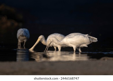 365bet官网的热门游戏推荐与玩法攻略分享